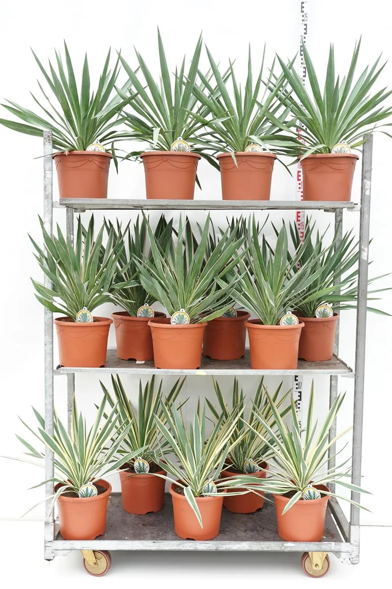 Yucca i sorter C7,5 (7,5 liters kruka) 40-50 cm