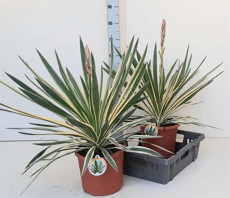 Yucca gloriosa 'Variegata' C7,5 (7,5 liters kruka) 40-50 cm