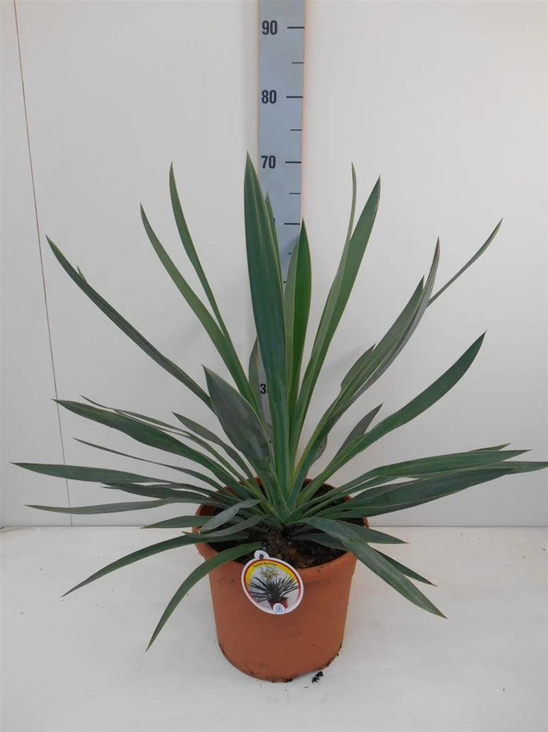 Yucca gloriosa C7,5 (7,5 liters kruka) 40-50 cm