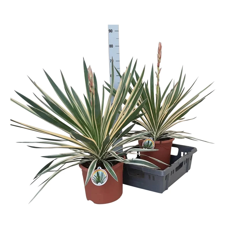 Yucca gloriosa 'Silver Variegata' 40-50 cm, C7,5 (7,5 liters kruka)