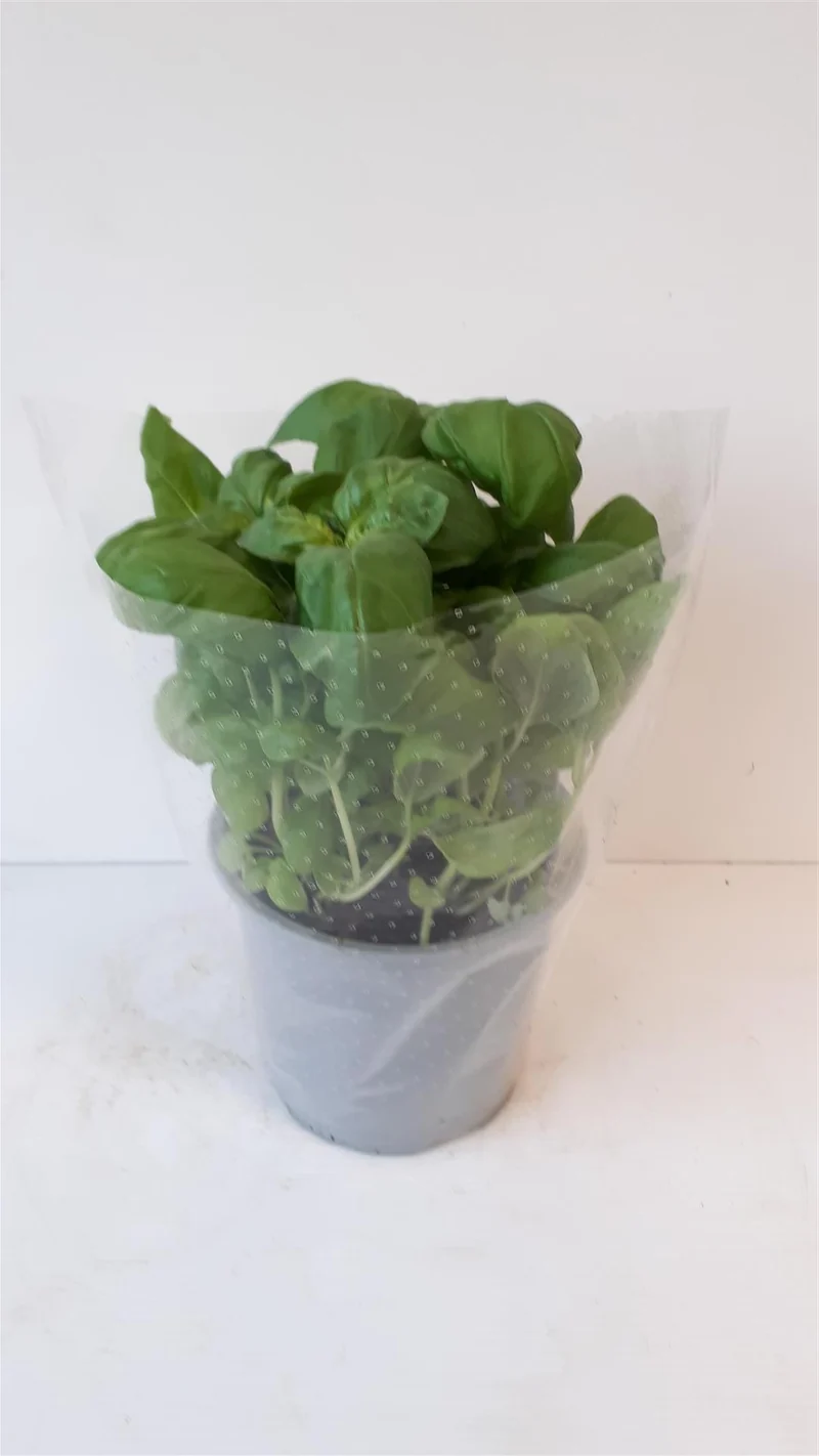 Ocimum basilicum (Basilika) C1,5 (1,5 liters kruka / 14 cm kruka)