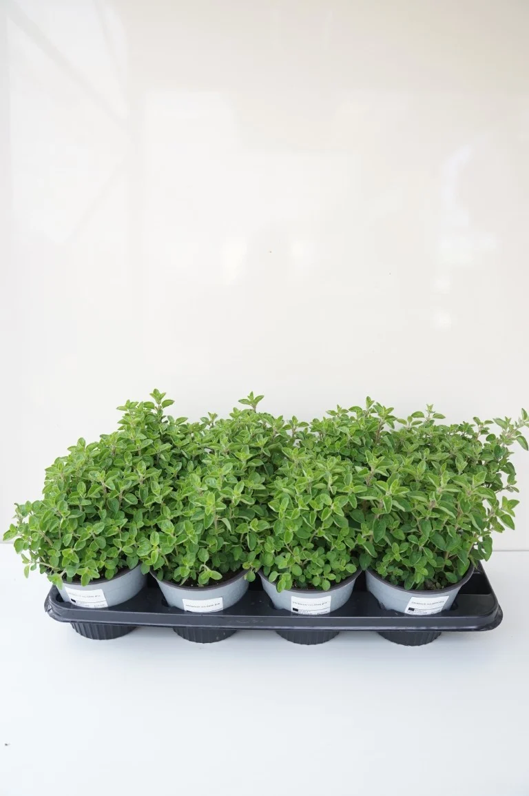 Origanum vulgare C1,5 (1,5 liters kruka)