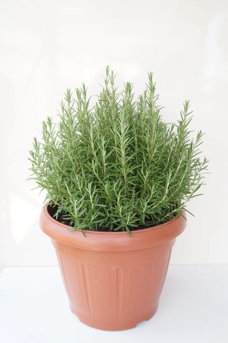 Rosmarin (Rosmarinus officinalis) - 30 cm kruka, buske