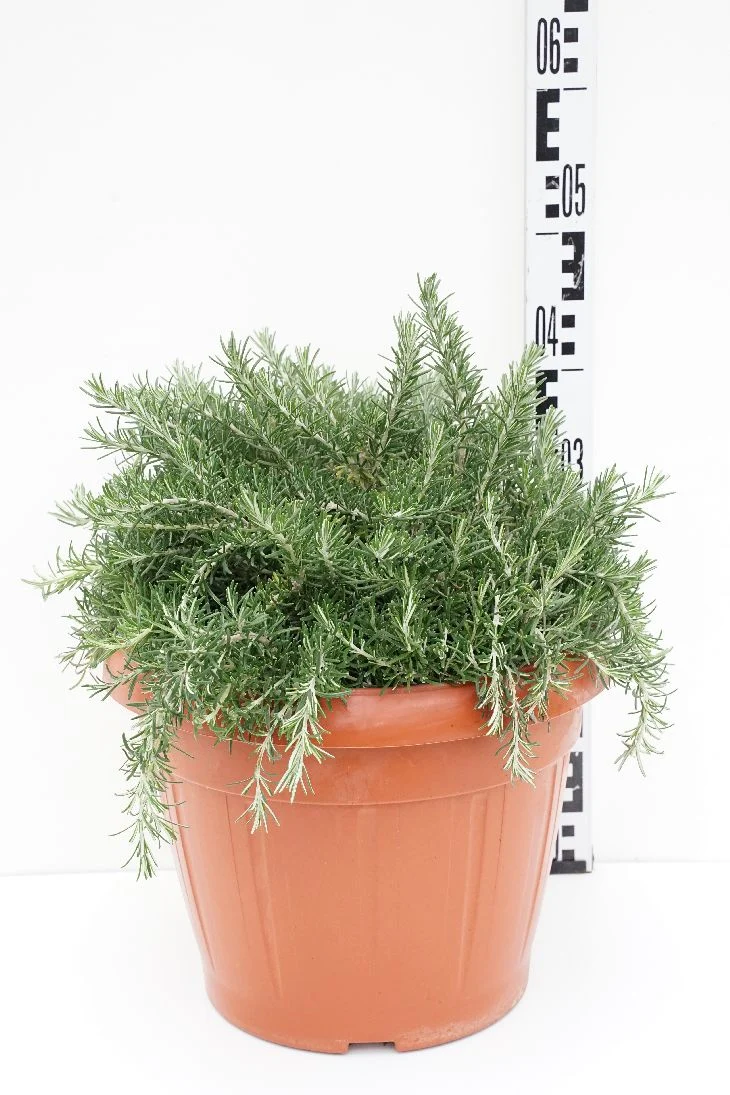 Rosmarinus off. 'Prostratus' 35 cm kruka
