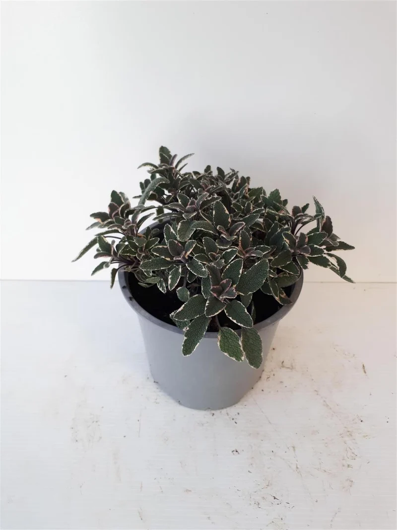 Salvia off. 'Tricolor' C1,5 (1,5 liters kruka)