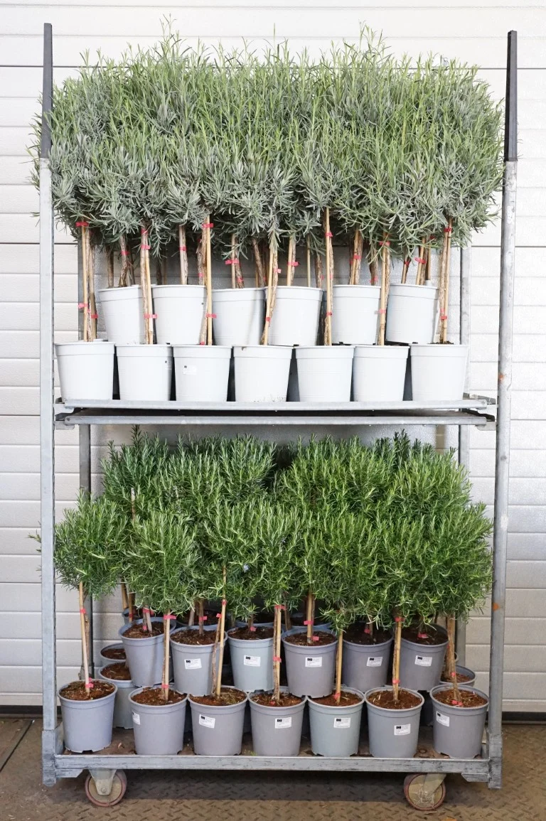 Mix Lavandula/Rosmarinus 60 cm stam C2,5 (2,5 liters kruka) / 18 cm kruka
