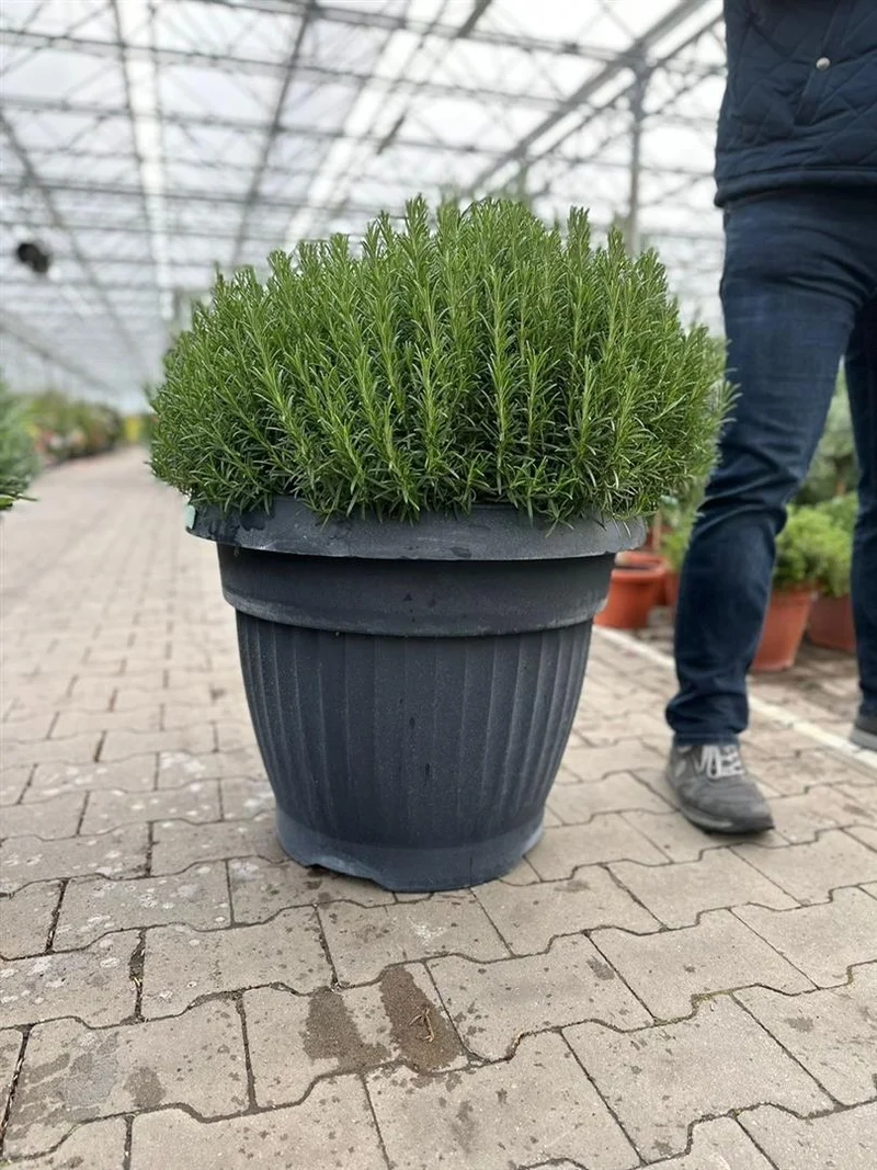 Rosmarinus off. 'Prostratus' 65 cm kruka (buske)