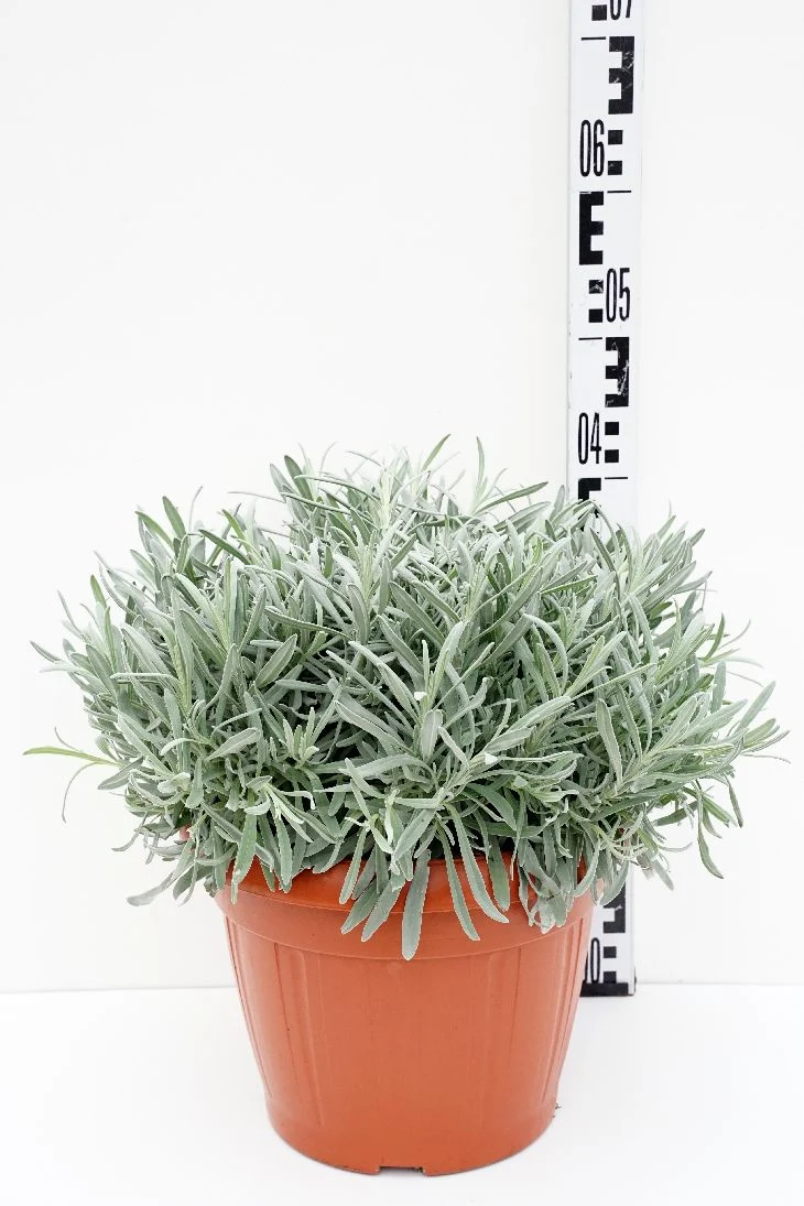 Lavandula officinalis 30 cm kruka buske