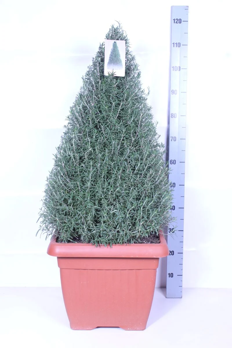 Rosmarinus officinalis - Konformad i 45 cm kruka