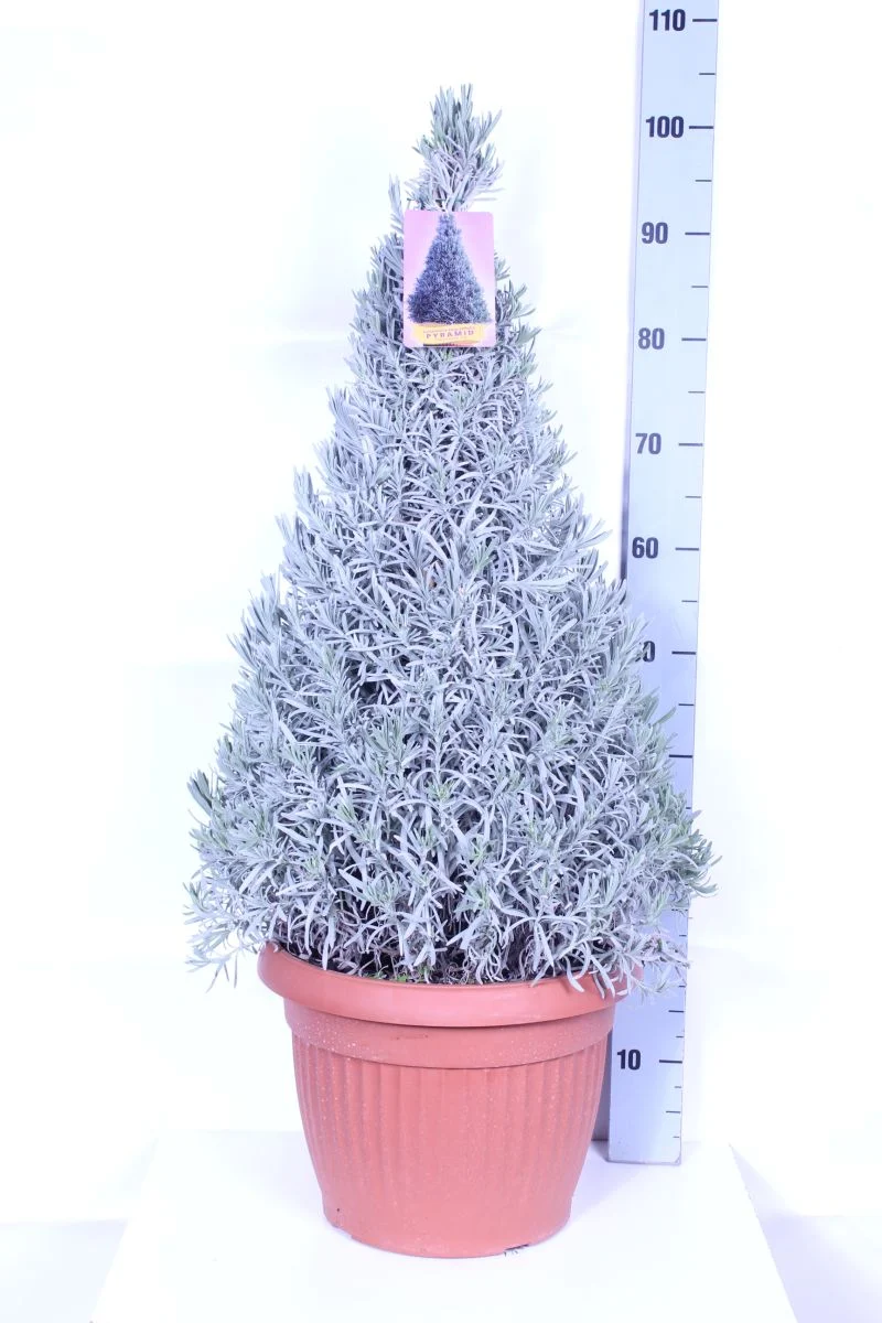 Lavandula officinalis 35 cm kruka (Konformad)