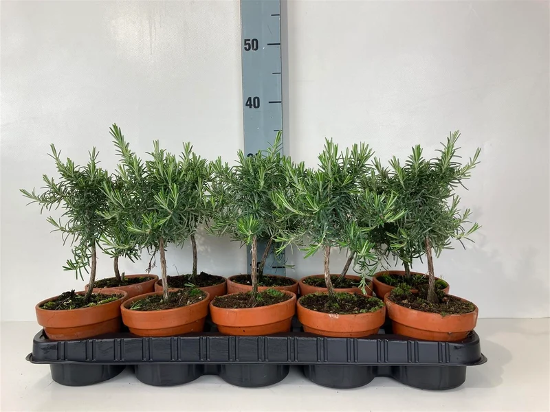 Rosmarinus officinalis (Rosmarin) 10 cm stam - 11 cm Terrastone-kruka