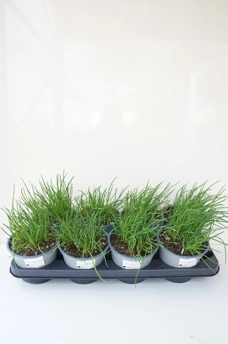 Allium schoenoprasum (Gräslök) C1,5 (1,5 liters kruka)