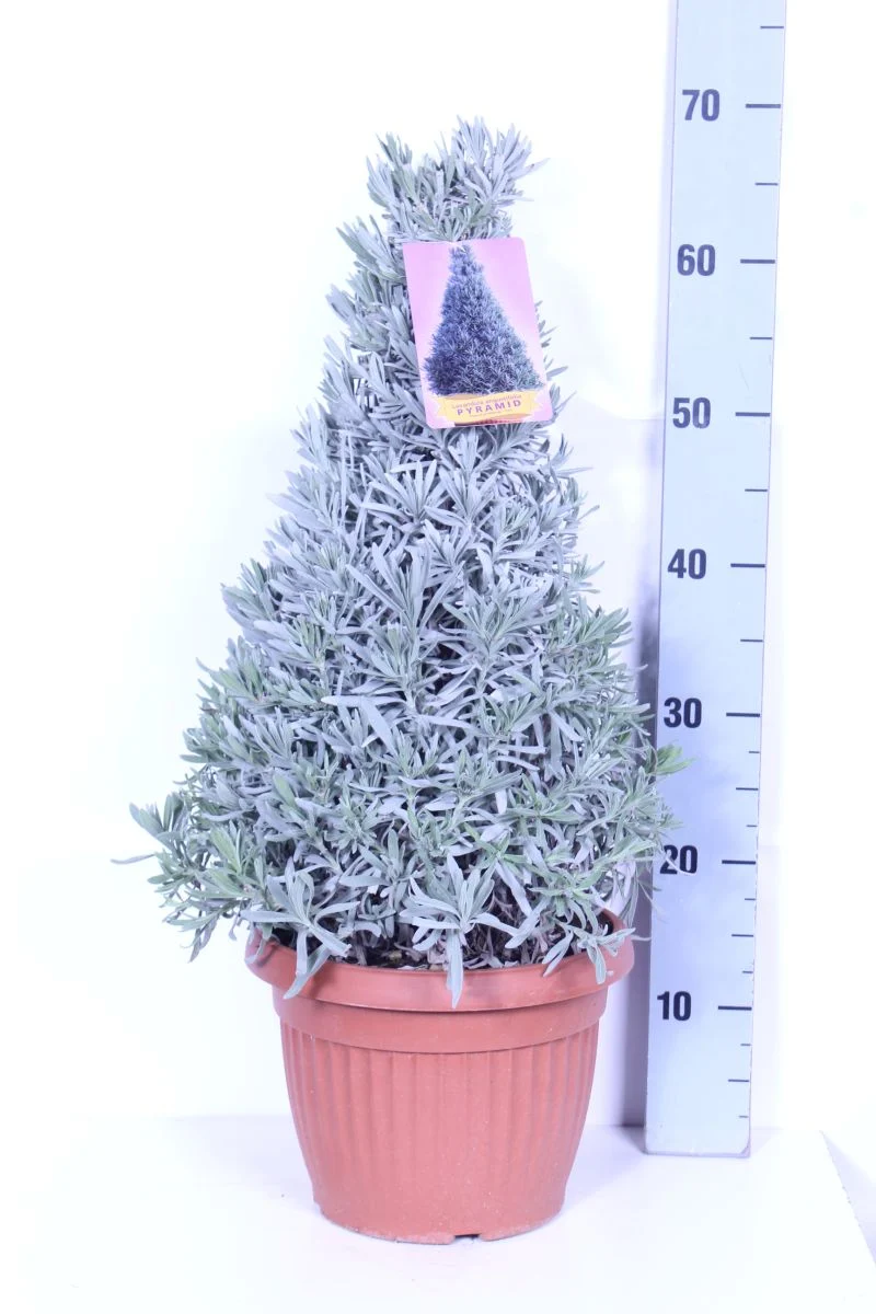Lavandula officinalis C6 (6 liters kruka) Konformad
