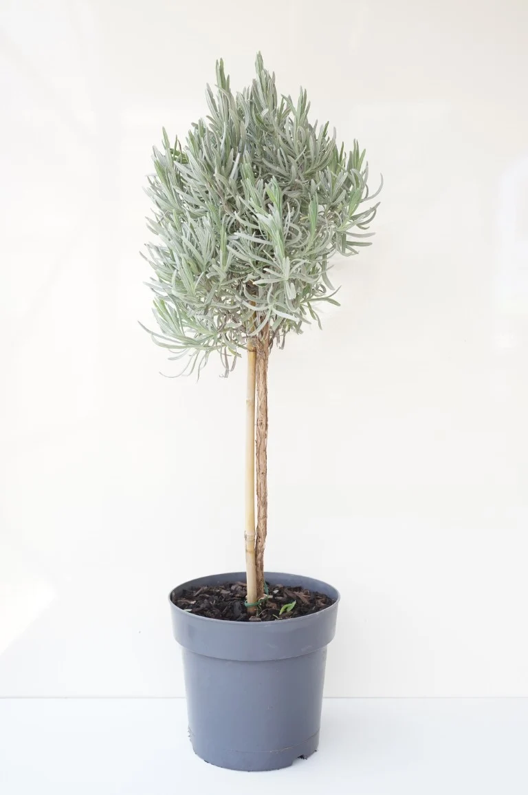 Lavandula officinalis 60 cm stam C2,5 (2,5 liters kruka) / 18 cm kruka