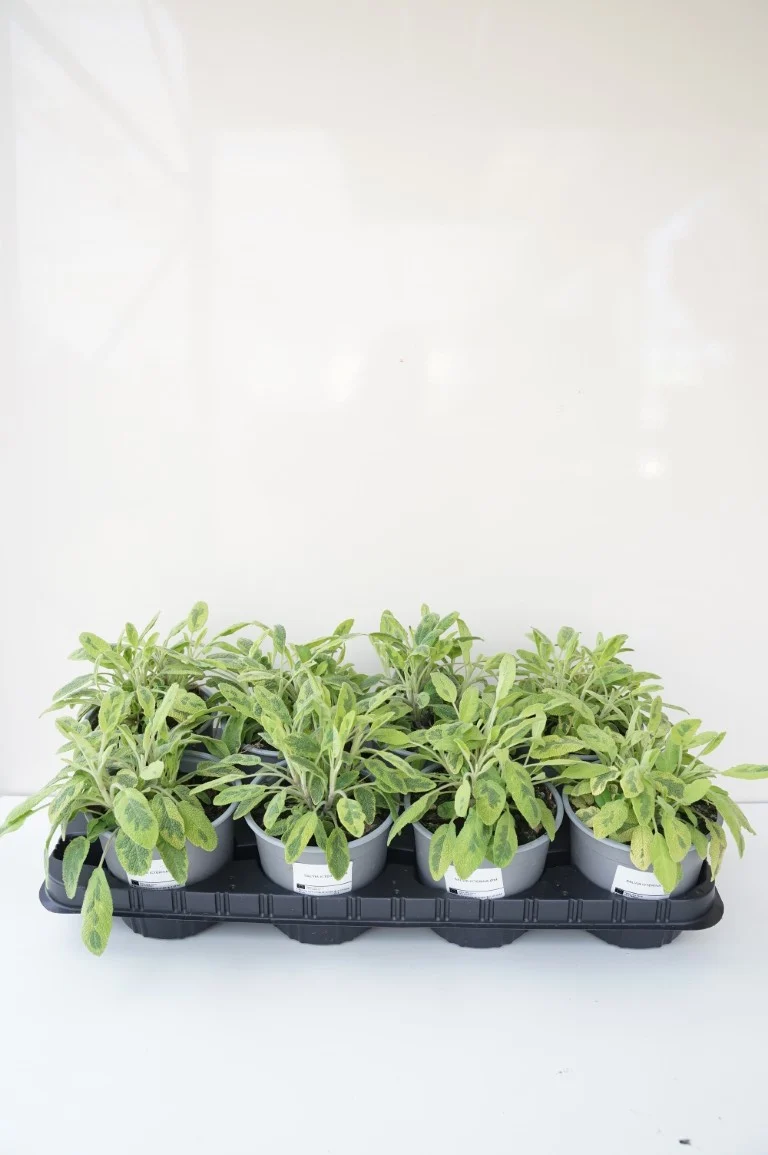 Salvia officinalis 'Icterina' C1,5 (1,5 liters kruka)