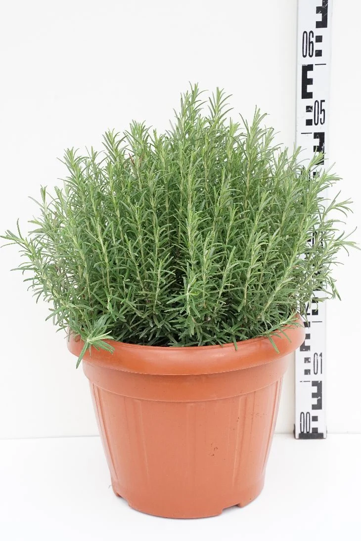 Rosmarinus officinalis - Buske, 35 cm kruka