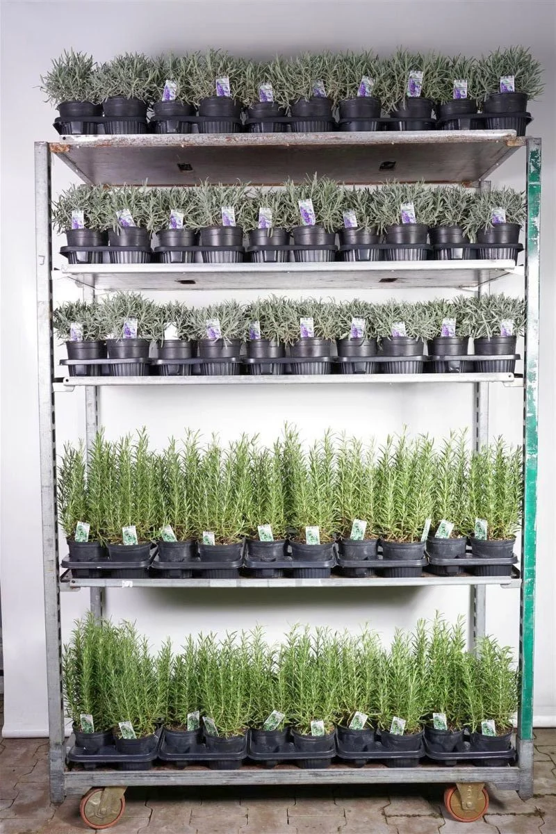 Mix Lavandula & Rosmarinus C1,5 (1,5 liters kruka)