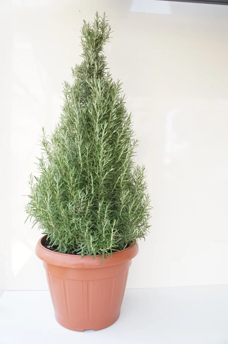 Rosmarinus officinalis - Konformad, 35 cm kruka