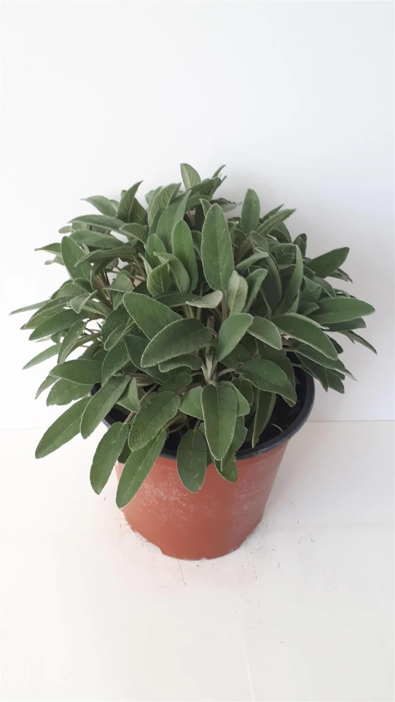 Salvia officinalis C2,5 (2,5 liters kruka)