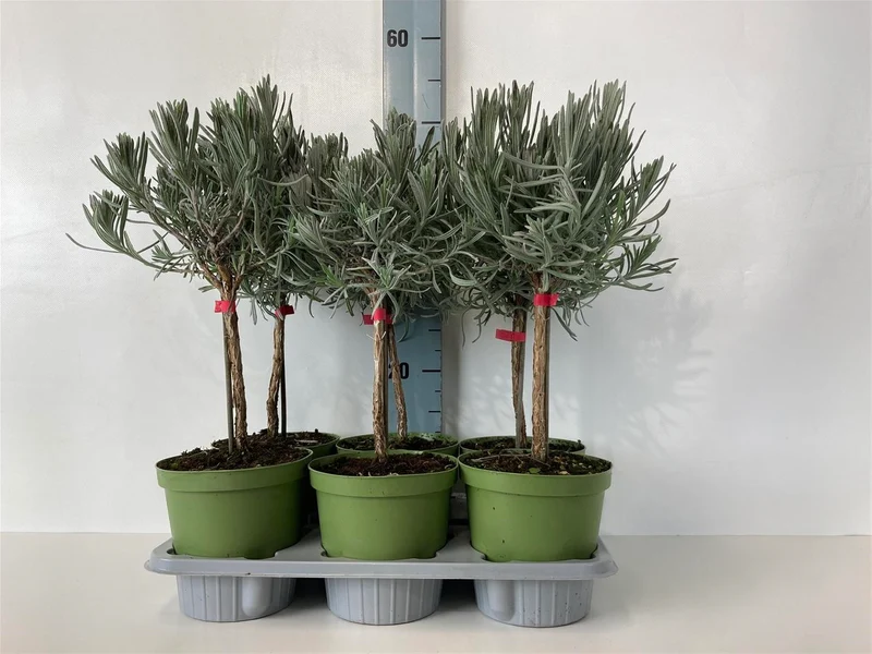 Lavandula officinalis 20 cm stam, C1,5 (1,5 liters kruka) / 14 cm kruka