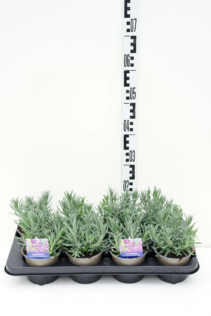 Lavandula angustifolia 'Dwarf Blue' 12 cm kruka