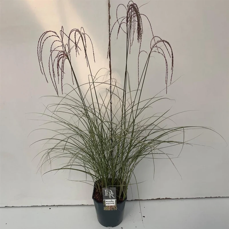 Miscanthus sin. 'Silver Cloud' C5 (5 liters kruka)