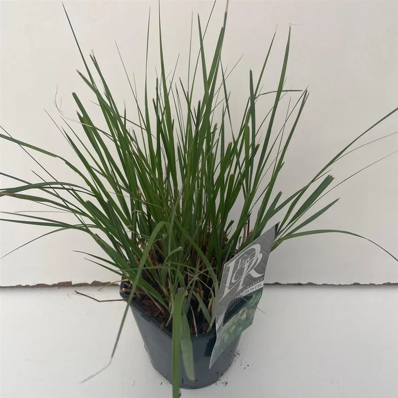 Stipa calamagrostis C2 (2 liters kruka)