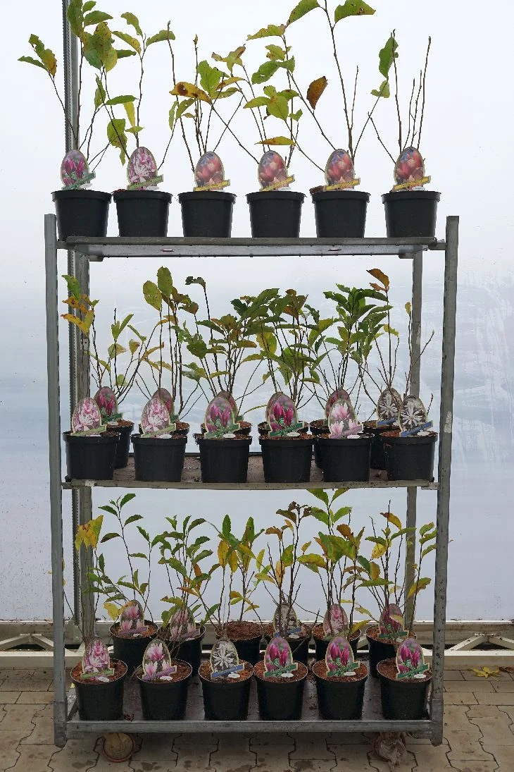 Magnolia i olika sorter C3,5 (3,5 liters kruka) 40-50 cm