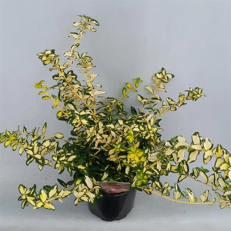 Euonymus fortunei 'Blondy' C2 (2 liters kruka) 20-25 cm