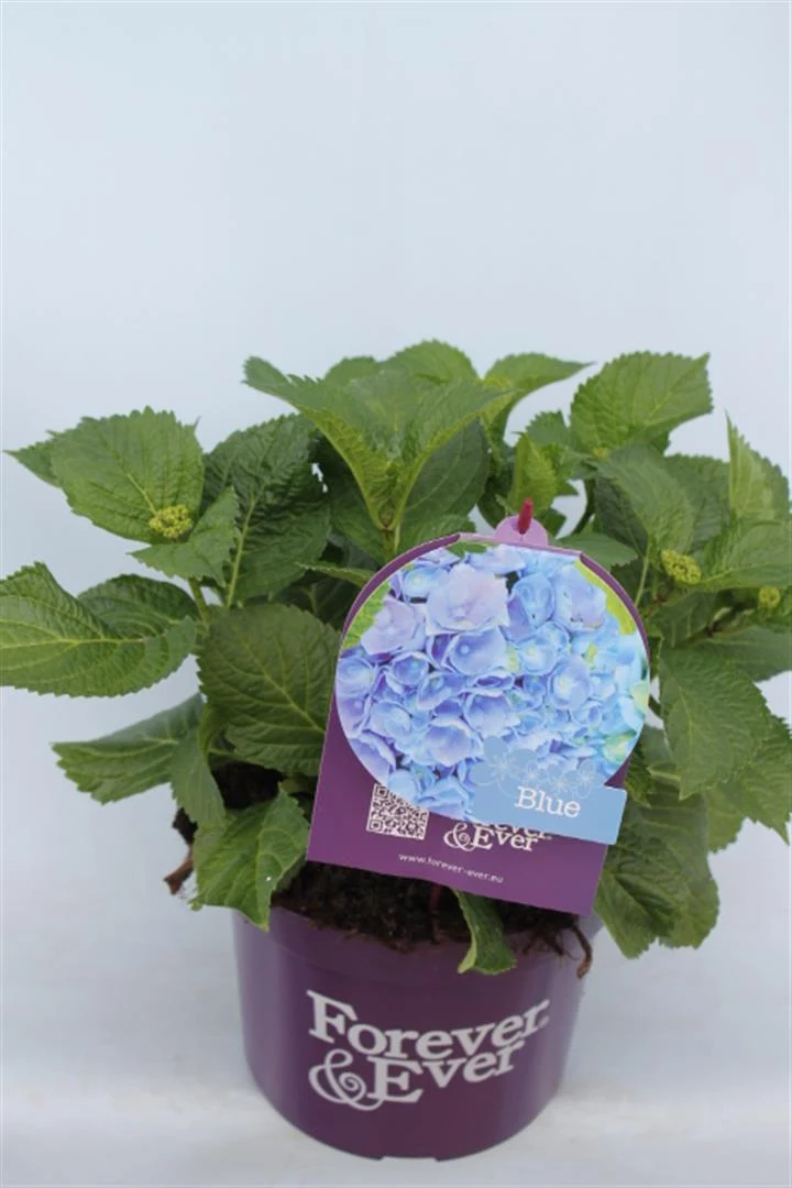 Hydrangea m. 'Forever&Ever'® Blue C5 (5 liters kruka) 30-40 cm