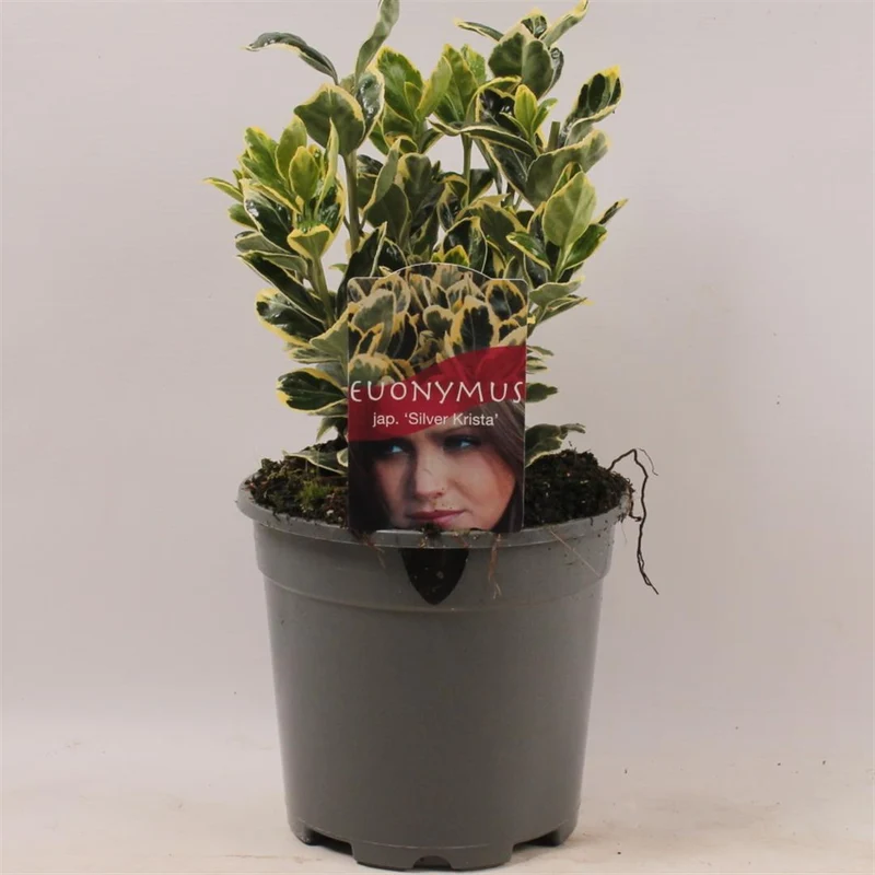 Euonymus japonicus 'Silver Krista' C2 (2 liters kruka) 20-25 cm