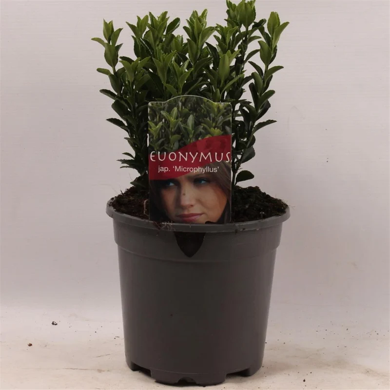 Euonymus japonicus 'Microphyllus' C2 (2 liters kruka) 20-25 cm