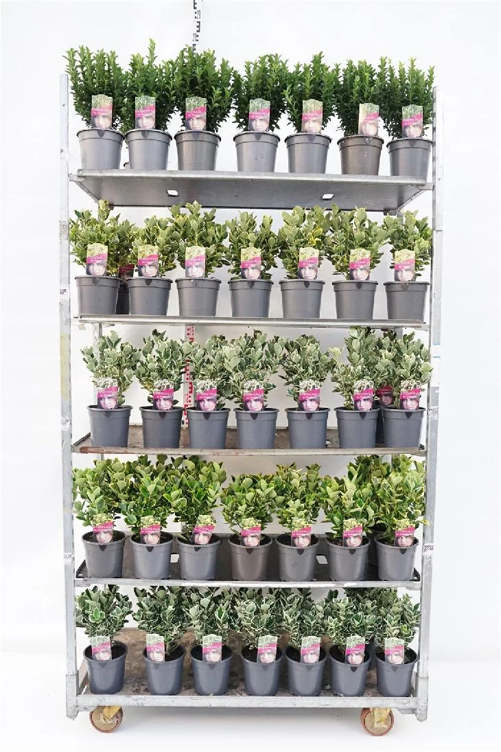 Euonymus jap. i sorter 20-25 cm, C2 (2 liters kruka)