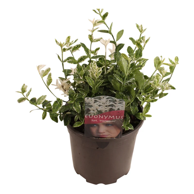 Euonymus fort. 'Harlequin' C2 (2 liters kruka) 20-25 cm
