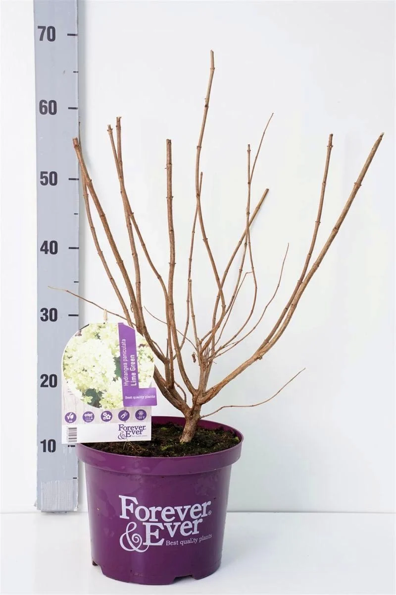 Hydrangea pan. 'Forever&Ever'® Limegreen C5 (5 liters kruka) 30-40 cm