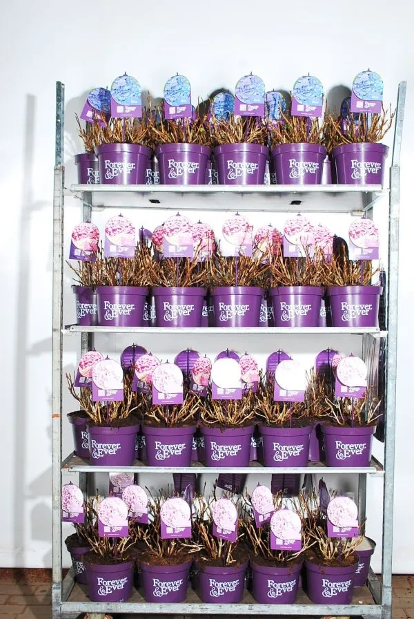 Hydrangea m. 'Forever&Ever'® i sorter C5 (5 liters kruka) 30-40 cm
