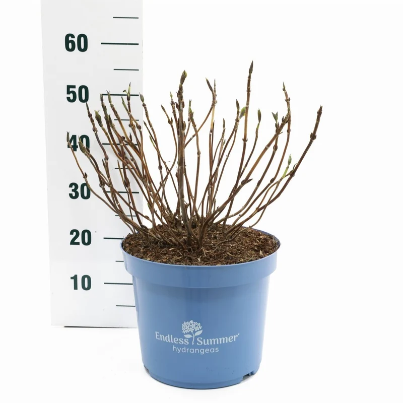 Hydrangea Endless Summer 'The Original' Blue C10 (10 liters kruka)