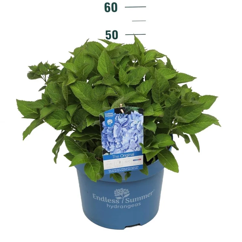 Hydrangea Endless Sum. The Original® Blue C10 (10 liters kruka)