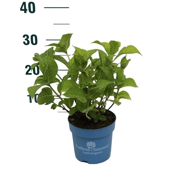Hydrangea Endless Sum. The Original® Blue C1,5 (1,5 liters kruka) 15-20 cm