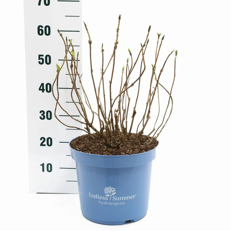 Hydrangea Endless Summer 'The Bride' White C10 (10 liters kruka)