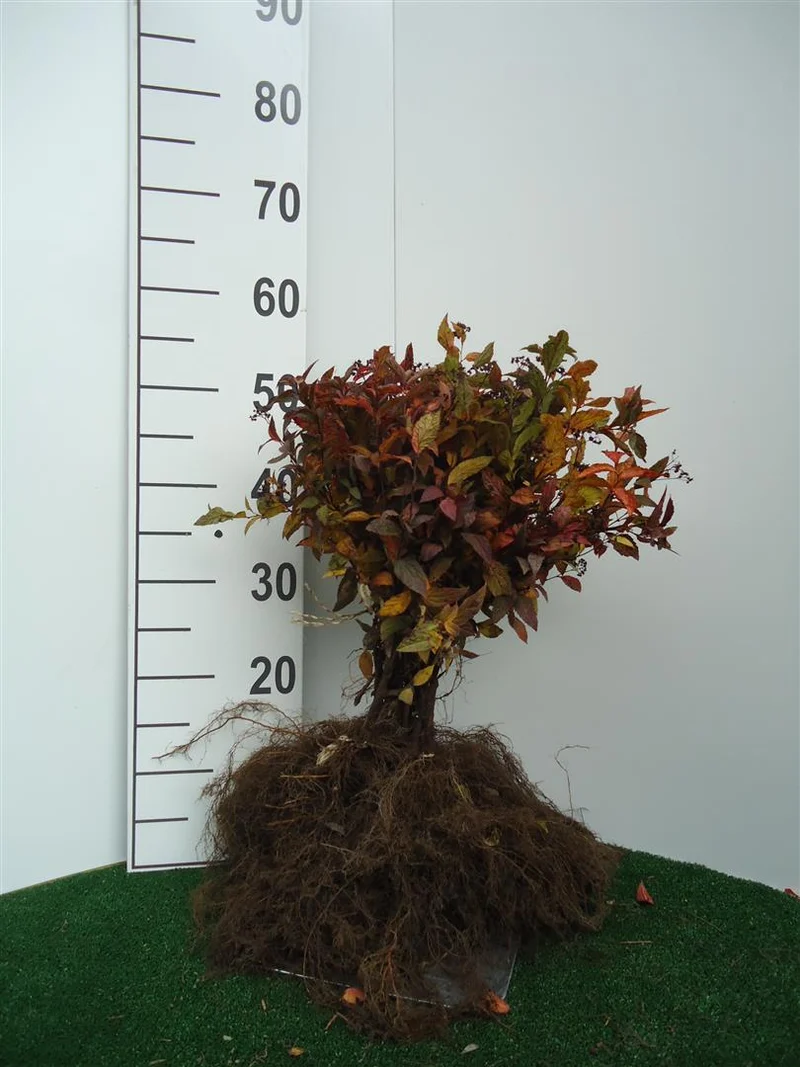 Spiraea japonica 'Anthony Waterer' 20-40 cm