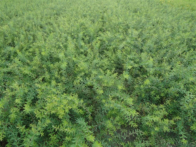 Spiraea cinerea 'Grefsheim' 40-60 cm