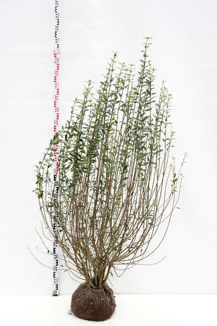 Ligustrum vulg. 'Atrovirens' 150-175 cm rotklump