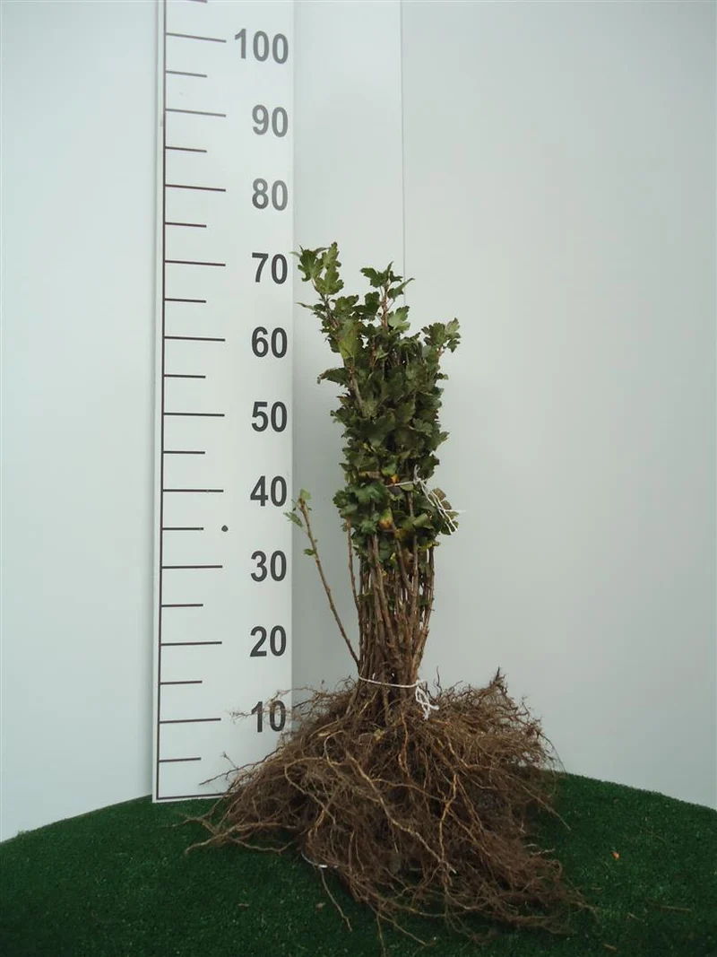 Ribes alpinum 30-50 cm (0+1)