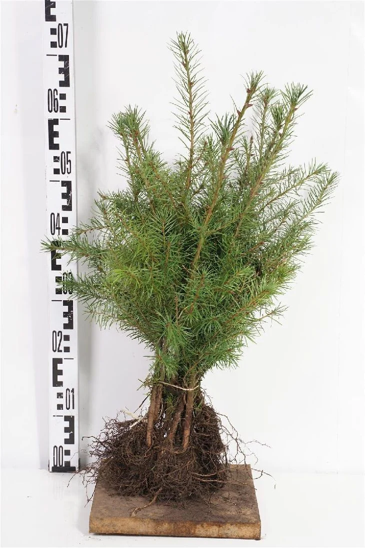 Pseudotsuga menziesii 1+1 30-50 cm