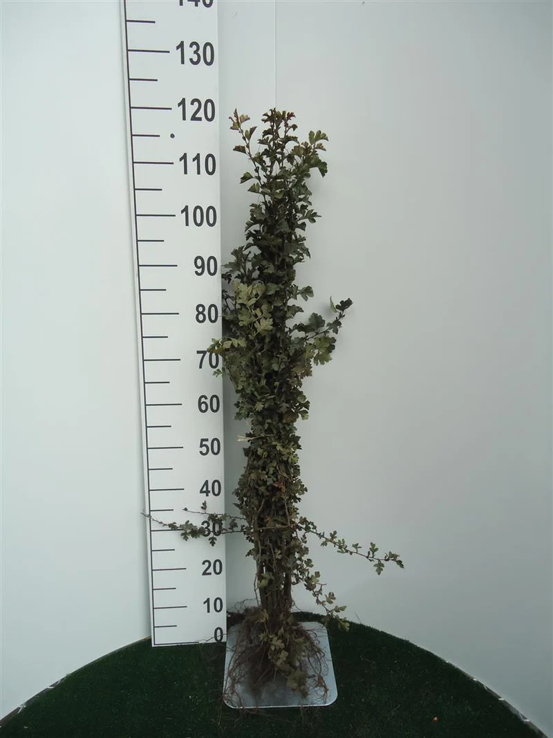 Crataegus monogyna (Trubbhagtorn) 60–100 cm