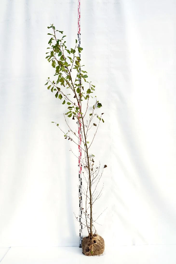 Alnus glutinosa (Klibbal) 200-250 cm barrot