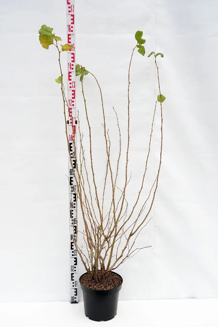 Corylus avellana C7,5 (7,5 liters kruka) 100-125 cm