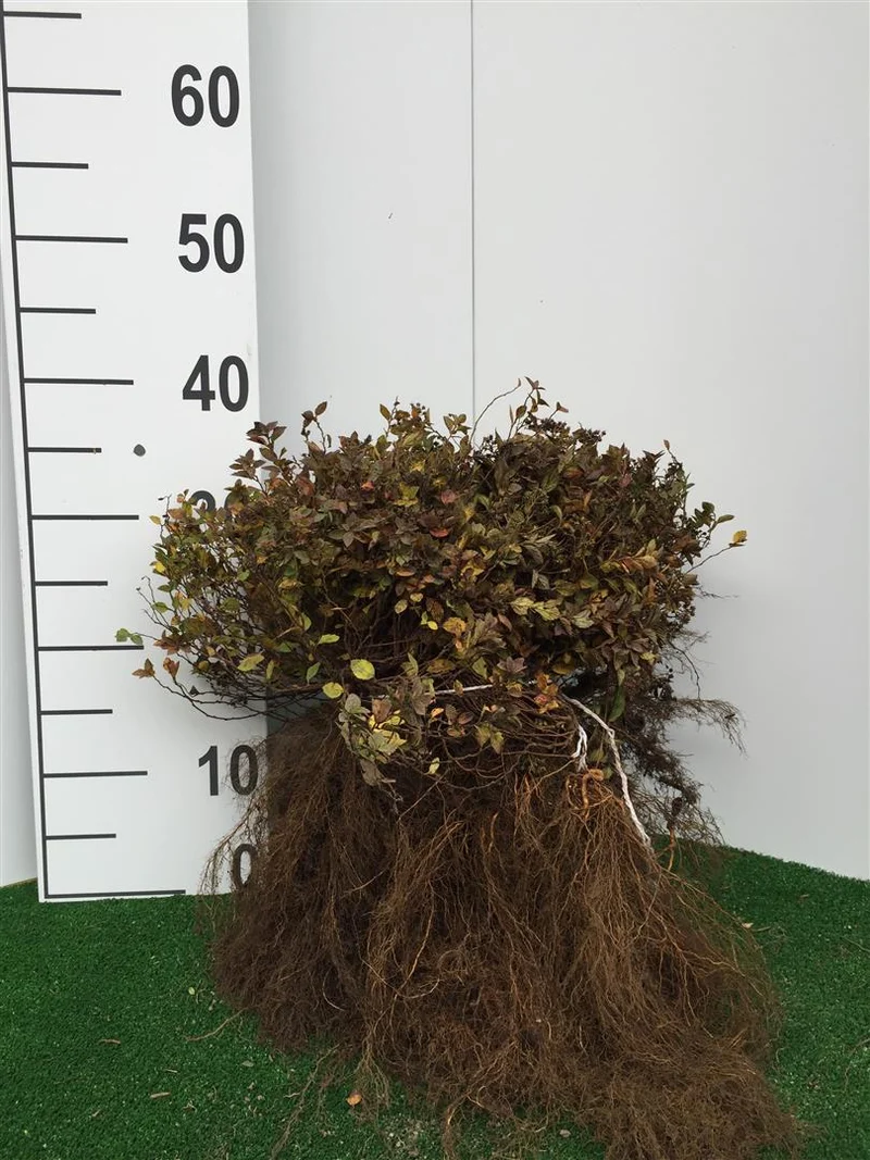 Spiraea japonica 'Goldmound' 20-30 cm