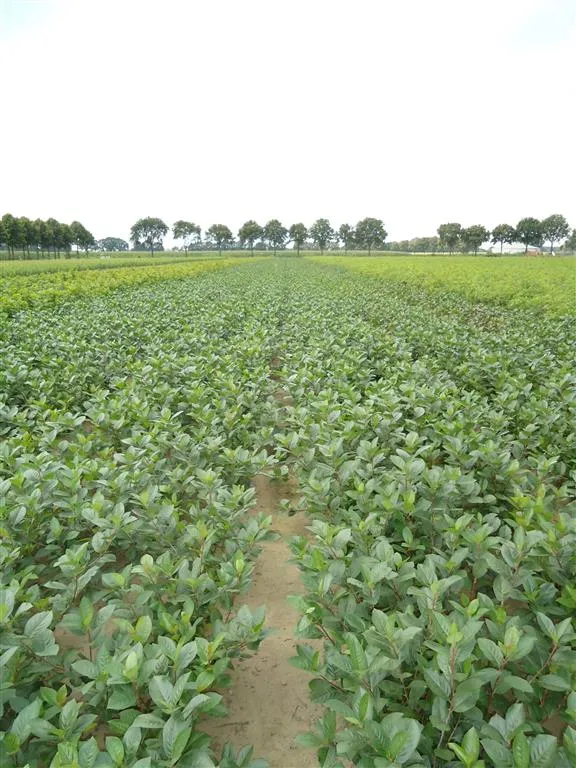 Aronia melanocarpa 1+1 30-50 cm